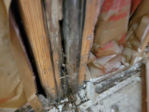 Mold Remediation in Houston, TX