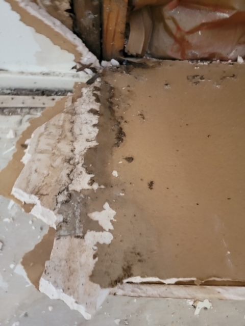 Mold Remediation after a Water Leak