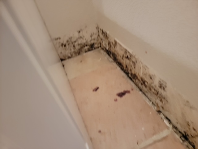 Water Damage Restoration & Mold Removal in Houston, TX