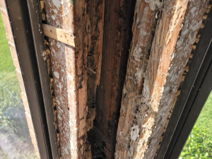 This mold job began as an upstairs patio leak. We investigated, demoed, remediated the mold and passed with flying colors.