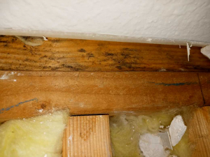 Water Damage Restoration & Mold Removal in Houston, TX